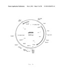 INTERGENIC REGIONS AS INSERTION SITES IN THE GENOME OF MODIFIED VACCINIA     VIRUS ANKARA (MVA) diagram and image