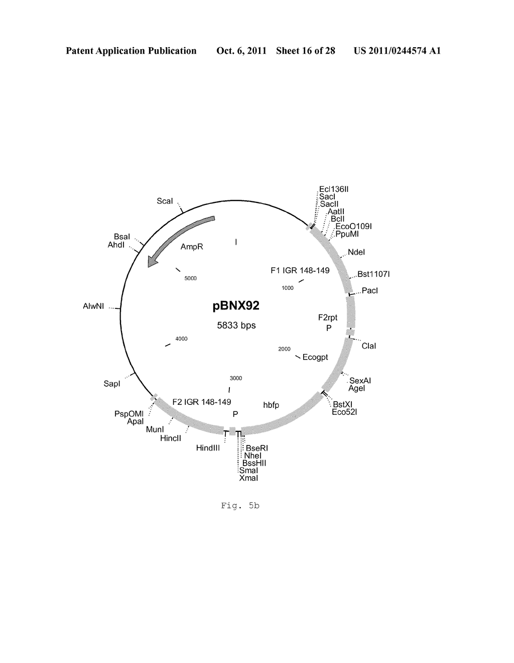 INTERGENIC REGIONS AS INSERTION SITES IN THE GENOME OF MODIFIED VACCINIA     VIRUS ANKARA (MVA) - diagram, schematic, and image 17