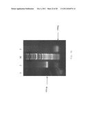 INTERGENIC REGIONS AS INSERTION SITES IN THE GENOME OF MODIFIED VACCINIA     VIRUS ANKARA (MVA) diagram and image