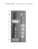 INTERGENIC REGIONS AS INSERTION SITES IN THE GENOME OF MODIFIED VACCINIA     VIRUS ANKARA (MVA) diagram and image