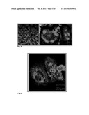 BIOACTIVE PRE-TUBULYSINS AND USE THEREOF diagram and image