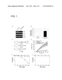 N-METHYLPURINE DNA GLYCOSYLASE AND POLYMERASE BETA AS BIOMARKERS FOR     ALKYLATOR CHEMOTHERAPY POTENTIATION diagram and image