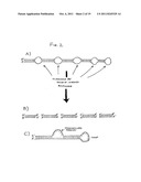 DOUBLE-STRANDED RNA STRUCTURES AND CONSTRUCTS, AND METHODS FOR GENERATING     AND USING THE SAME diagram and image