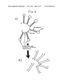 DOUBLE-STRANDED RNA STRUCTURES AND CONSTRUCTS, AND METHODS FOR GENERATING     AND USING THE SAME diagram and image