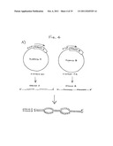 DOUBLE-STRANDED RNA STRUCTURES AND CONSTRUCTS, AND METHODS FOR GENERATING     AND USING THE SAME diagram and image