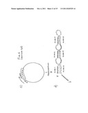 DOUBLE-STRANDED RNA STRUCTURES AND CONSTRUCTS, AND METHODS FOR GENERATING     AND USING THE SAME diagram and image