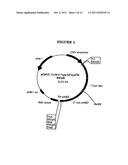 P185NEU-ENCODING DNA AND THERAPEUTICAL USES THEREOF diagram and image