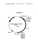 P185NEU-ENCODING DNA AND THERAPEUTICAL USES THEREOF diagram and image