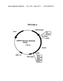 P185NEU-ENCODING DNA AND THERAPEUTICAL USES THEREOF diagram and image