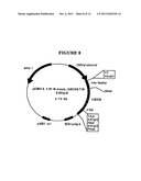 P185NEU-ENCODING DNA AND THERAPEUTICAL USES THEREOF diagram and image