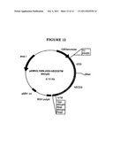 P185NEU-ENCODING DNA AND THERAPEUTICAL USES THEREOF diagram and image