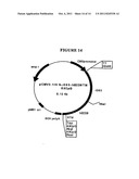 P185NEU-ENCODING DNA AND THERAPEUTICAL USES THEREOF diagram and image