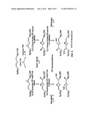 INHIBITORS OF EPOXIDE HYDROLASES FOR THE TREATMENT OF HYPERTENSION diagram and image