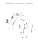 METHODS FOR G-CSF PRODUCTION IN A PSEUDOMONAS HOST CELL diagram and image