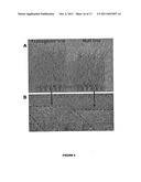 PLANTS HAVING MODIFIED GROWTH CHARACTERISTICS AND A METHOD FOR MAKING THE     SAME diagram and image