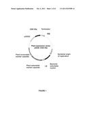 Plants Having Enhanced Abiotic Stress Tolerance and/or Enhanced     Yield-Related Traits and a Method for Making the Same diagram and image