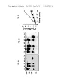 ANTI-FXI ANTIBODIES AND METHODS OF USE diagram and image