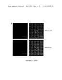 Group A Streptococcus Pharmaceutical Compositions and Methods Thereof diagram and image