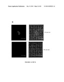 Group A Streptococcus Pharmaceutical Compositions and Methods Thereof diagram and image