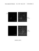 Group A Streptococcus Pharmaceutical Compositions and Methods Thereof diagram and image