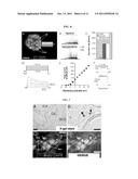 STEM CELLS DERIVED FROM THE CAROTID BODY AND USES THEREOF diagram and image