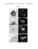 STEM CELLS DERIVED FROM THE CAROTID BODY AND USES THEREOF diagram and image