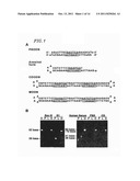 CIRCULAR DUMBBELL DECOY OLIGODEOXYNUCLEOTIDES (CDODN) CONTAINING DNA     BINDINGS SITES OF TRANSCRIPTION diagram and image