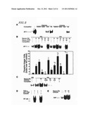 CIRCULAR DUMBBELL DECOY OLIGODEOXYNUCLEOTIDES (CDODN) CONTAINING DNA     BINDINGS SITES OF TRANSCRIPTION diagram and image