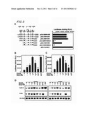 CIRCULAR DUMBBELL DECOY OLIGODEOXYNUCLEOTIDES (CDODN) CONTAINING DNA     BINDINGS SITES OF TRANSCRIPTION diagram and image