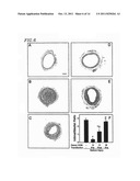 CIRCULAR DUMBBELL DECOY OLIGODEOXYNUCLEOTIDES (CDODN) CONTAINING DNA     BINDINGS SITES OF TRANSCRIPTION diagram and image