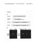 CIRCULAR DUMBBELL DECOY OLIGODEOXYNUCLEOTIDES (CDODN) CONTAINING DNA     BINDINGS SITES OF TRANSCRIPTION diagram and image