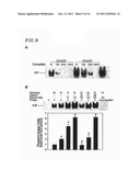 CIRCULAR DUMBBELL DECOY OLIGODEOXYNUCLEOTIDES (CDODN) CONTAINING DNA     BINDINGS SITES OF TRANSCRIPTION diagram and image