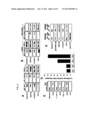 Method for Screening Cancer Therapeutic Agent Using Galectin-3,     GSK-3Betta, and Fascin-1 diagram and image