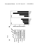 Method for Screening Cancer Therapeutic Agent Using Galectin-3,     GSK-3Betta, and Fascin-1 diagram and image