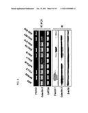 Method for Screening Cancer Therapeutic Agent Using Galectin-3,     GSK-3Betta, and Fascin-1 diagram and image