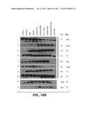 METHODS AND COMPOSITIONS FOR DETECTING THE ACTIVATION STATE OF MULTIPLE     PROTEINS IN SINGLE CELLS diagram and image