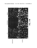 METHODS AND COMPOSITIONS FOR DETECTING THE ACTIVATION STATE OF MULTIPLE     PROTEINS IN SINGLE CELLS diagram and image