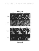 METHODS AND COMPOSITIONS FOR DETECTING THE ACTIVATION STATE OF MULTIPLE     PROTEINS IN SINGLE CELLS diagram and image