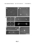 Methods and Compositions for High-Resolution Micropatterning for Cell     Culture diagram and image