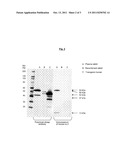 ISOLATED PEPTIDES OF RABBIT FACTOR VII diagram and image