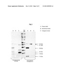 ISOLATED PEPTIDES OF RABBIT FACTOR VII diagram and image