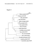 TREATMENT WITH A PHARMACEUTICAL COMPOSITION COMPRISING MANF2 NUCLEIC ACID diagram and image