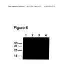TREATMENT WITH A PHARMACEUTICAL COMPOSITION COMPRISING MANF2 NUCLEIC ACID diagram and image