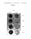 HYPOXIA TARGETED COMPOUNDS FOR CANCER DIAGNOSIS AND THERAPY diagram and image