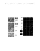 Methods and Compositions for Inhibiting the Proliferation of Cancer Cells diagram and image