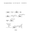 TRANSFECTION WITH MAGNETIC NANOPARTICLES AND ULTRASOUND diagram and image