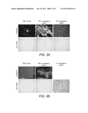 CHONDROGENIC PROGENITOR CELLS, PROTOCOL FOR DERIVATION OF CELLS AND USES     THEREOF diagram and image