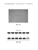 AMNIOTIC FLUID CELLS AND USES THEREOF diagram and image