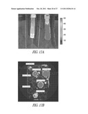 AMNIOTIC FLUID CELLS AND USES THEREOF diagram and image