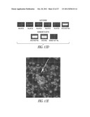 AMNIOTIC FLUID CELLS AND USES THEREOF diagram and image